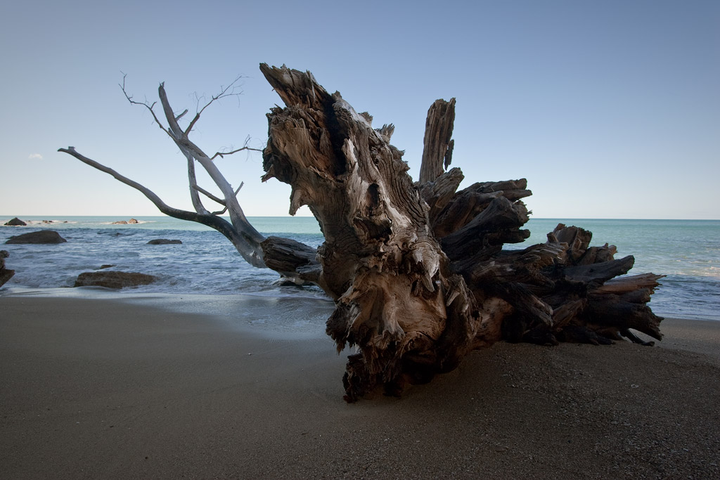 Driftwood pine tree