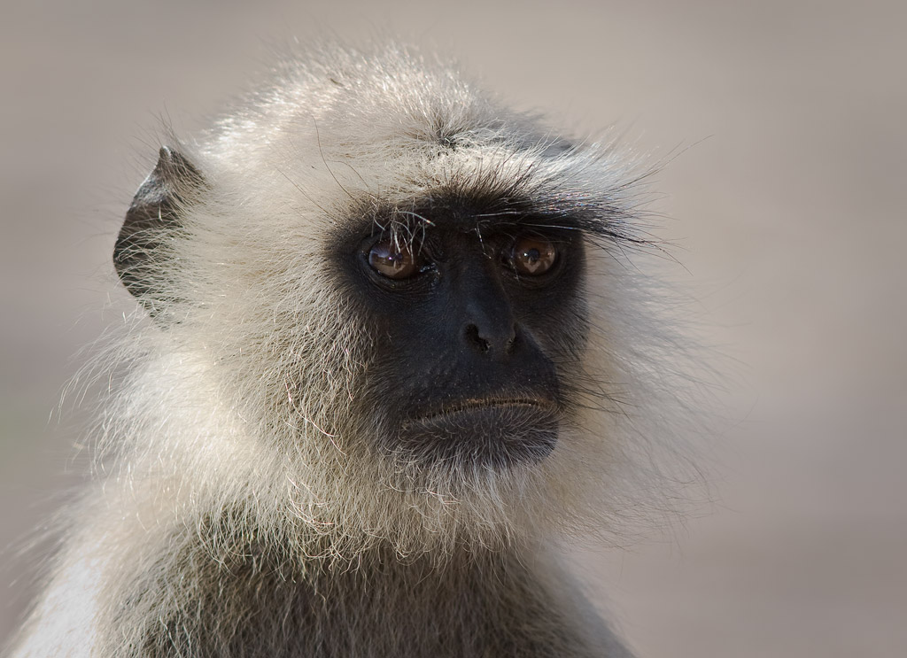 Langur