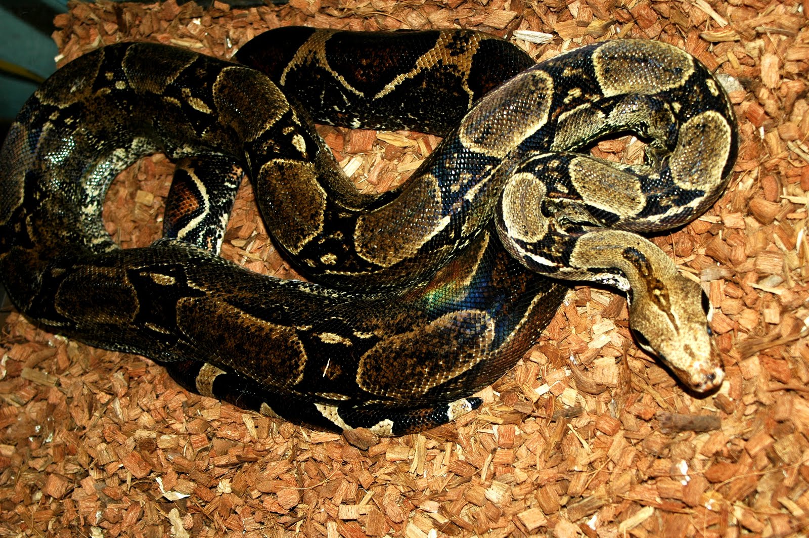 National Geographics: boa constrictor snakes