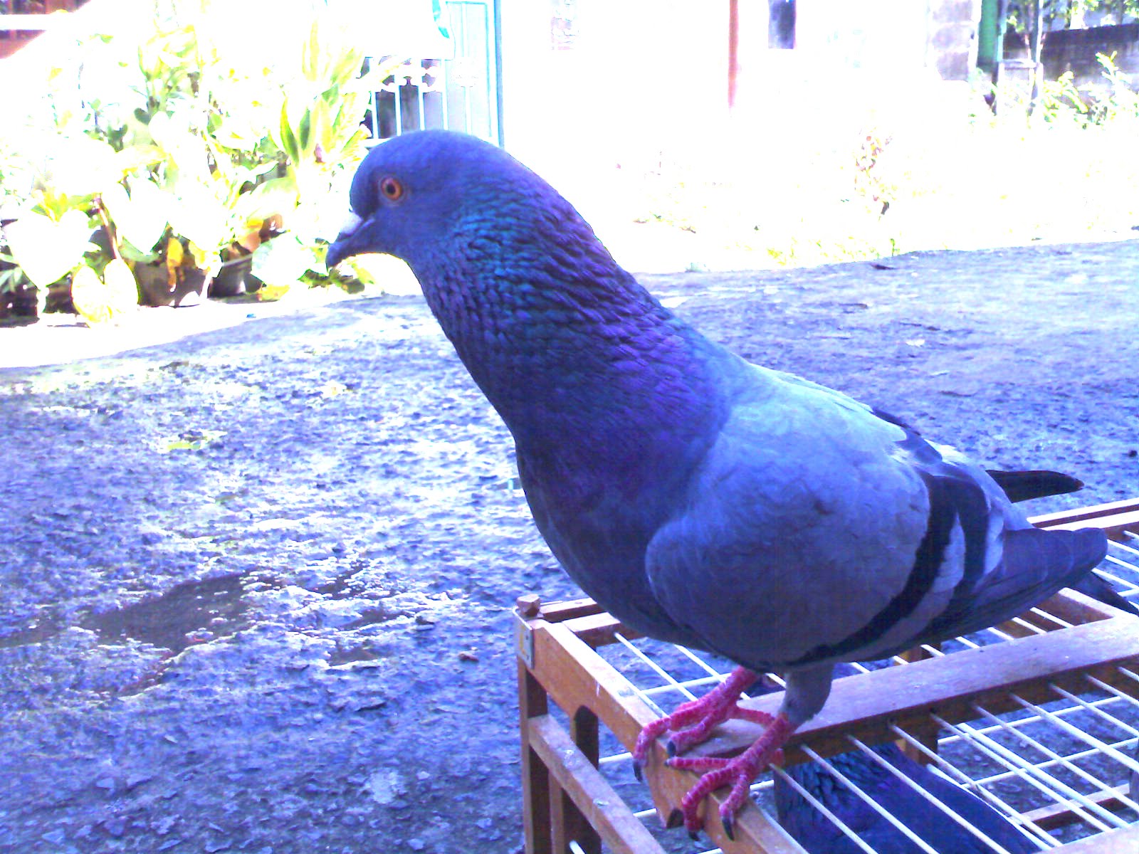 Merpati Kolong R G C