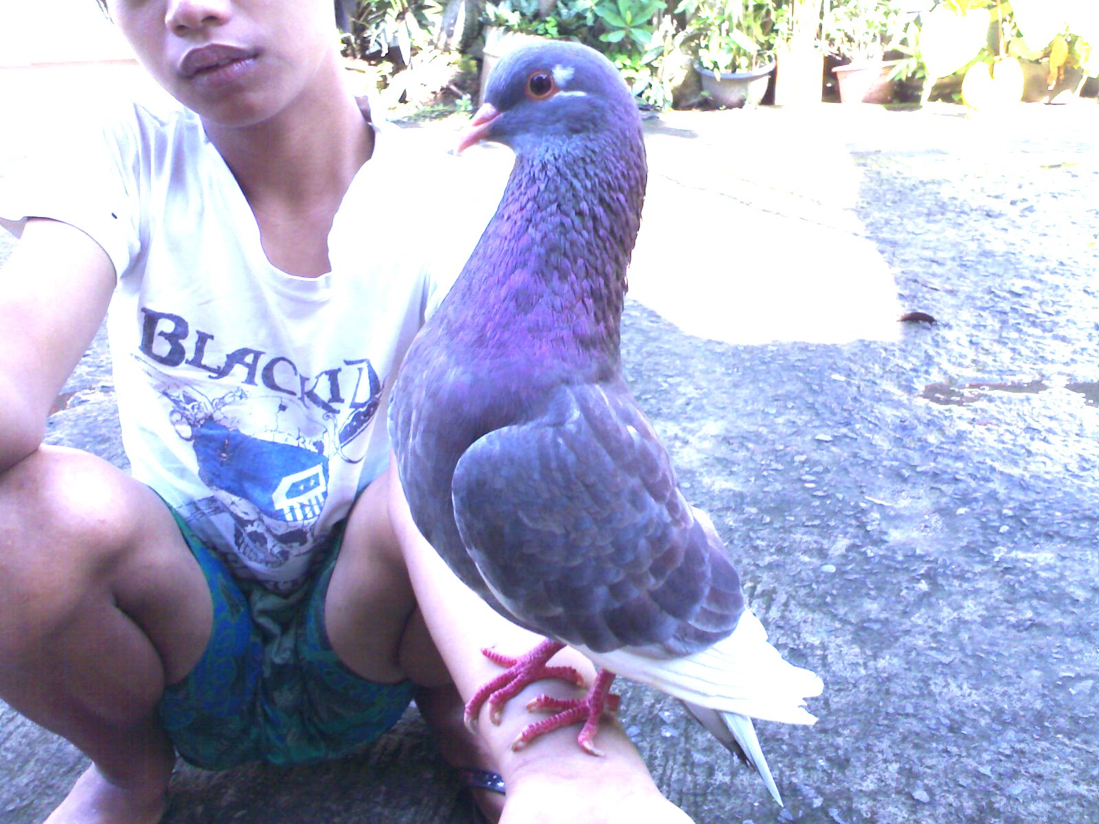 Merpati Kolong R G C