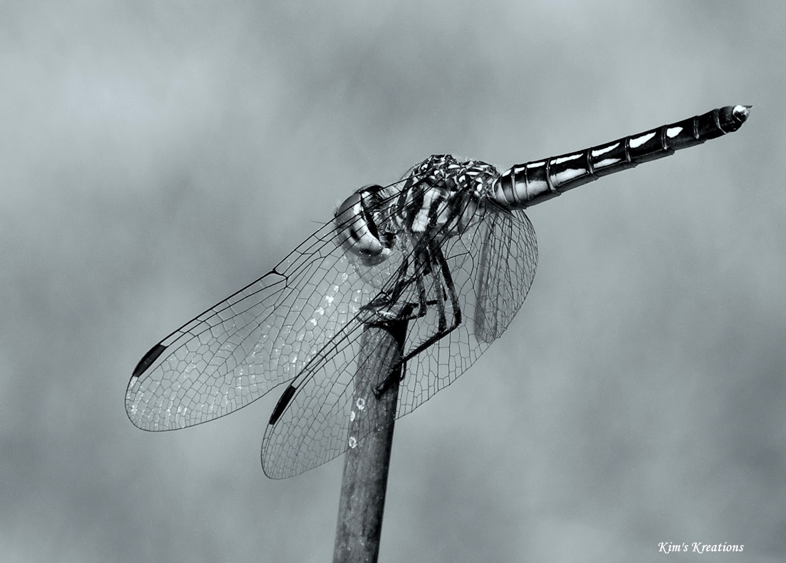 Its A Southern Thing Dragonfly In Black And White