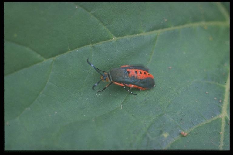 Squash Vine Borer Life Cycle