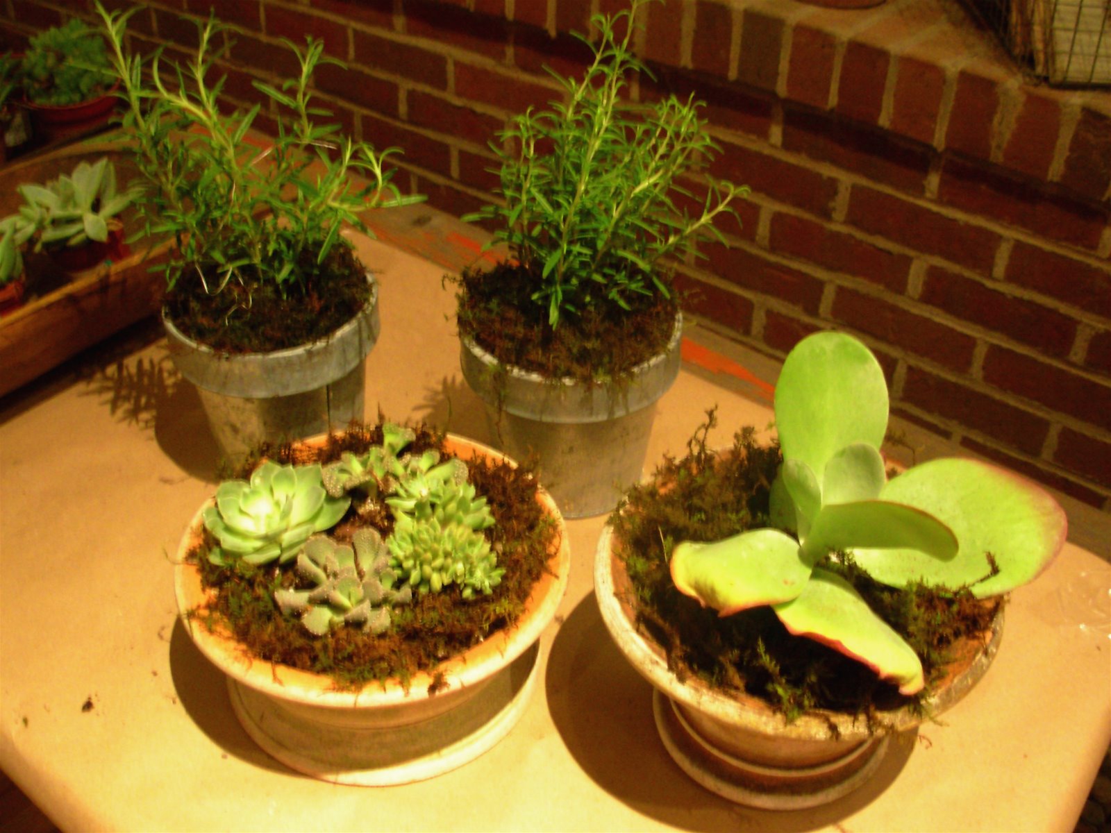 [DSCN1365.JPG]