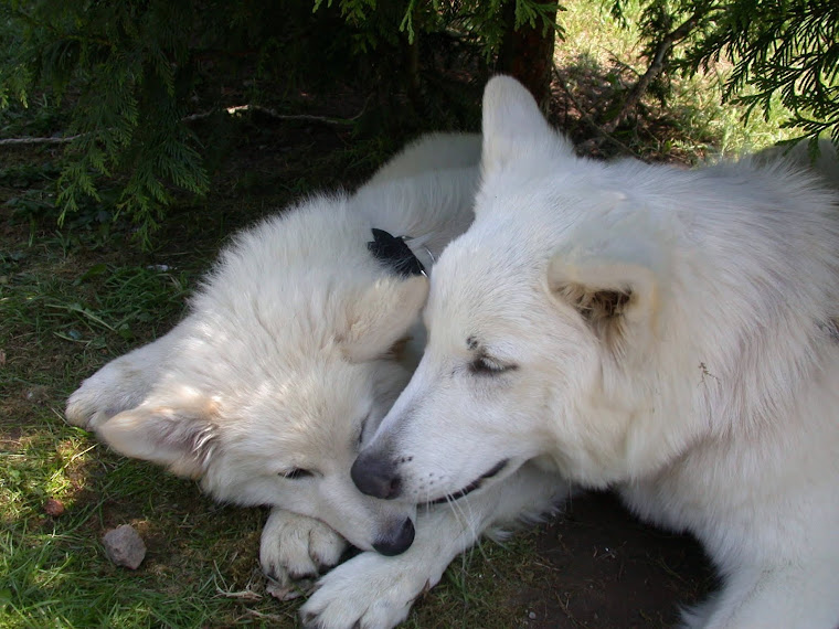 Tipps für Tierfreunde Schneegastritis bei Hunden