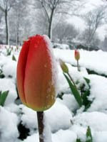 тюльпан в снегу