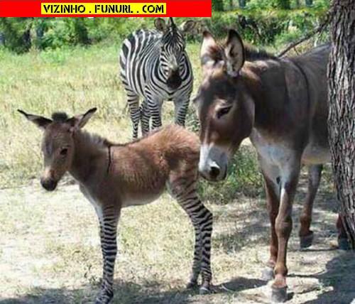 [vizinho_funurl_com_351.jpg]