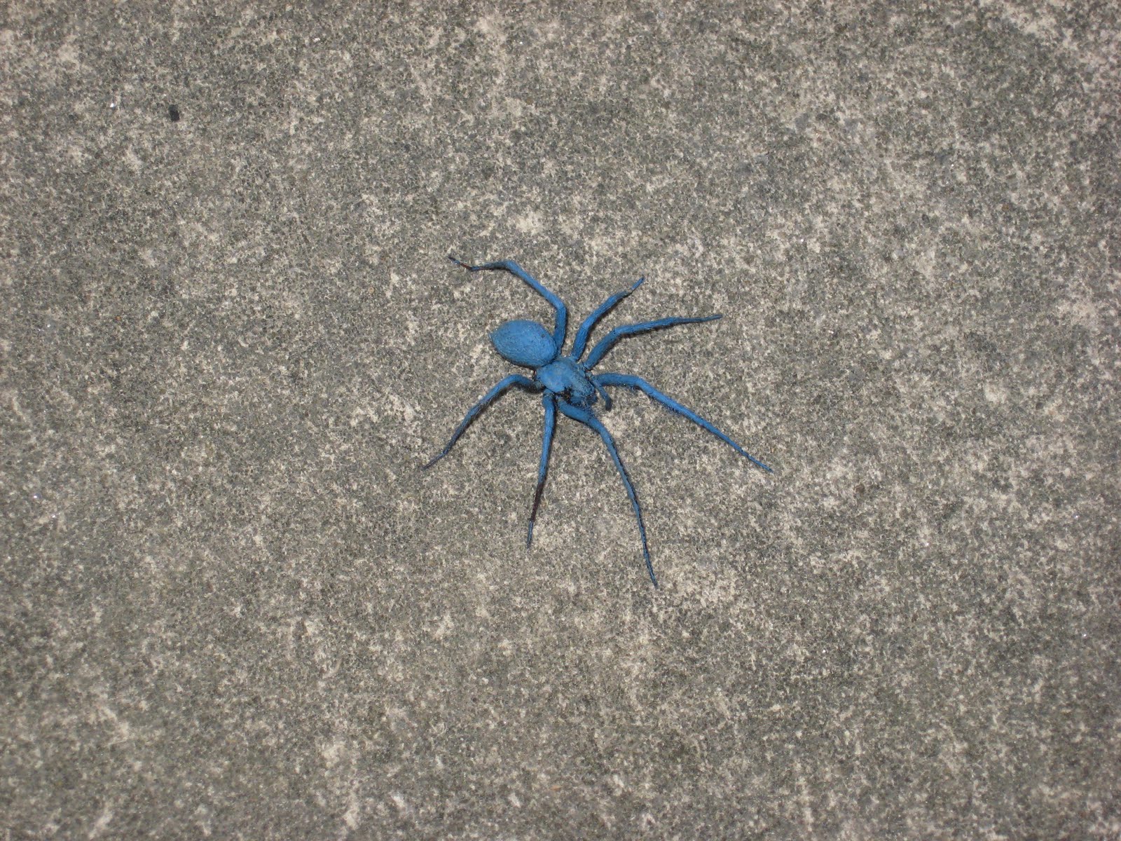 Blue Hair Spider Species - wide 5