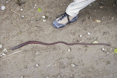 download biggest earthworm in the world download biggest earthworm in the world