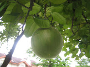 我家门前的柚子树