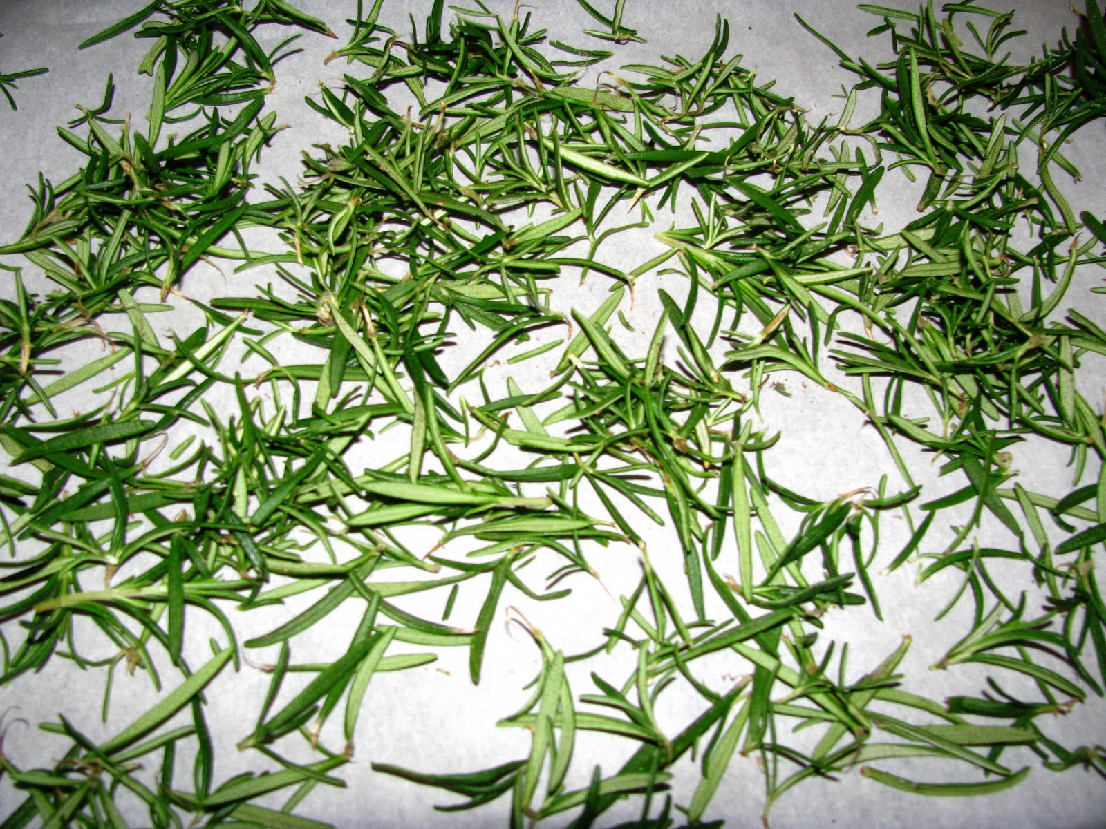 benefits of medical plants: Herbs