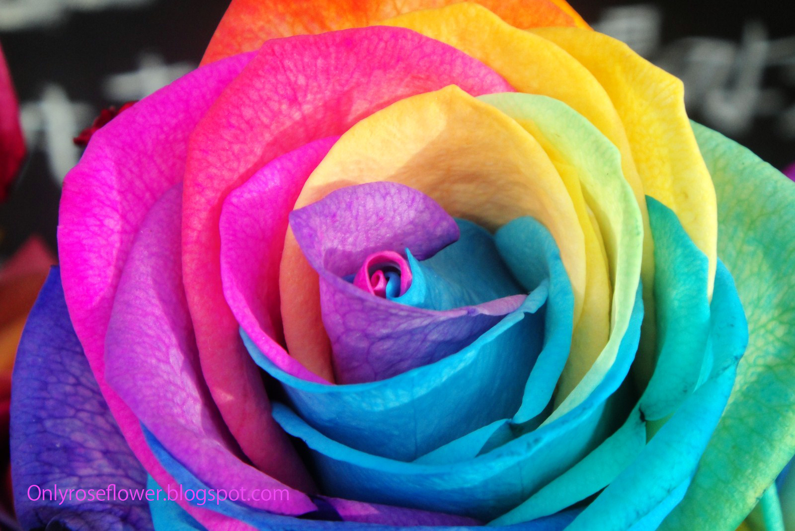 Awesome Multicolor Rose Only beautiful Roses