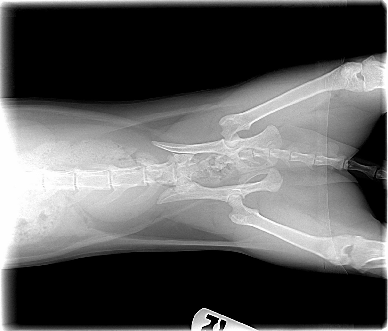 The Adventure Blog Gizmo's broken cat hip