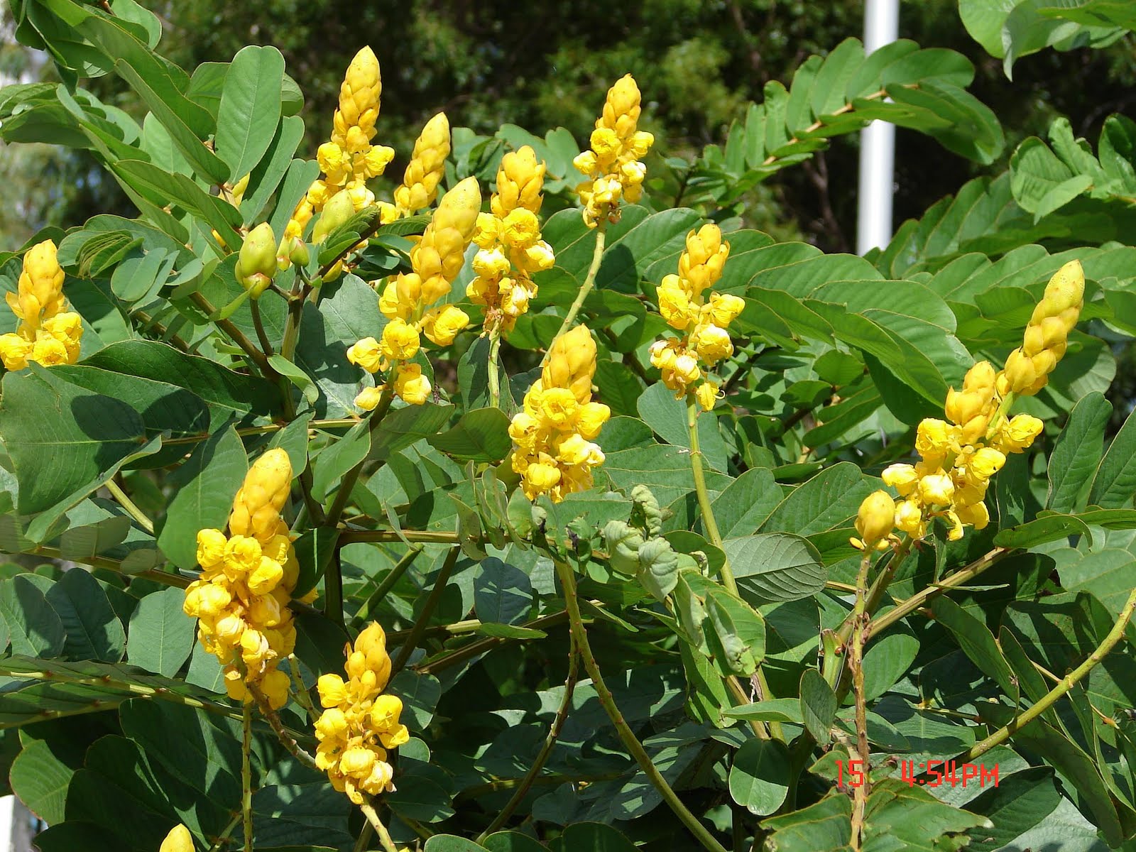 pokok herba,bunga, ulaman dan segala jenis tumbuhan: daun gelenggang/Cassia  alata