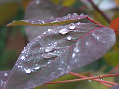 droplets on euphorbia cotinifolia