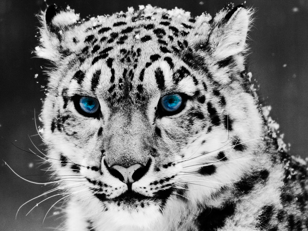 Project Snow Leopard (For Educational Purpose Only)