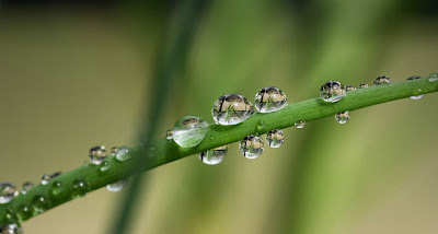 Bing Wallpaper, Water Drops