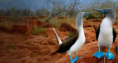 bing image blue footed bird on august 4