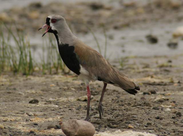 [Southern+Lapwing.JPG]