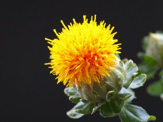 [aspir_cicegi2a.jpg]