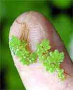 The PondPlant Girl's Blog: Cure Water Garden Algae ~ 6 Must Have Plants