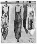Frozen pigs