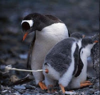 [Imagem: penguin-poop-28030-1246296207-11.jpg]