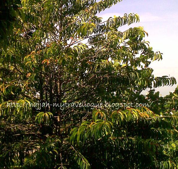My Travellogue: Asam Gelugur or Asam Keping in Malay (Garcinia Atroviridis)