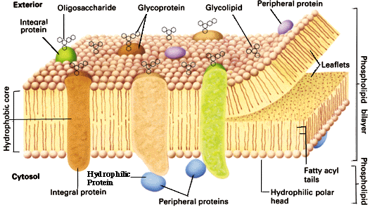 animal cell membrane. animal cell membrane.