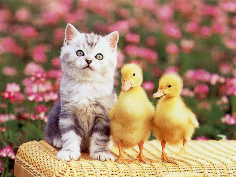 Huge Wallpaper Bundles Cat With Baby Ducks See the Love