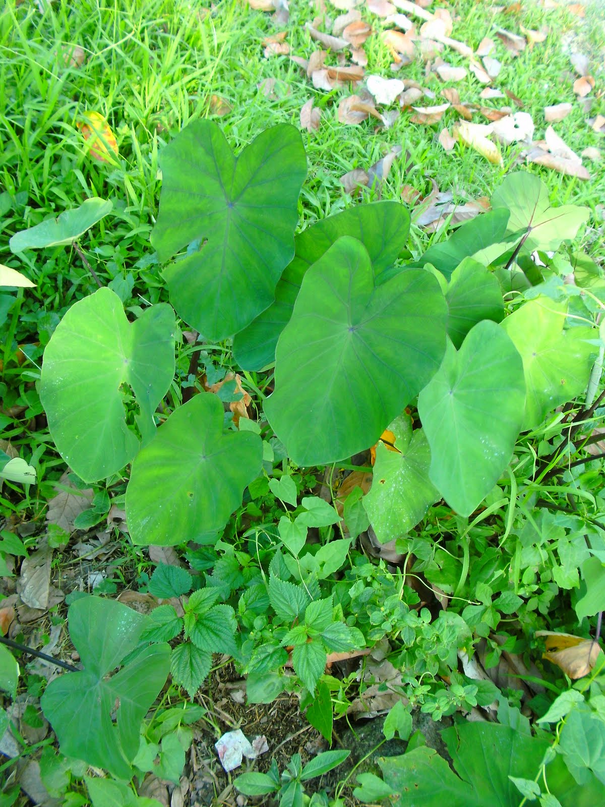 The Captivated Life Taro PLant Gabi