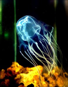 Box+Jellyfish+Sting+Pictures+1.jpg