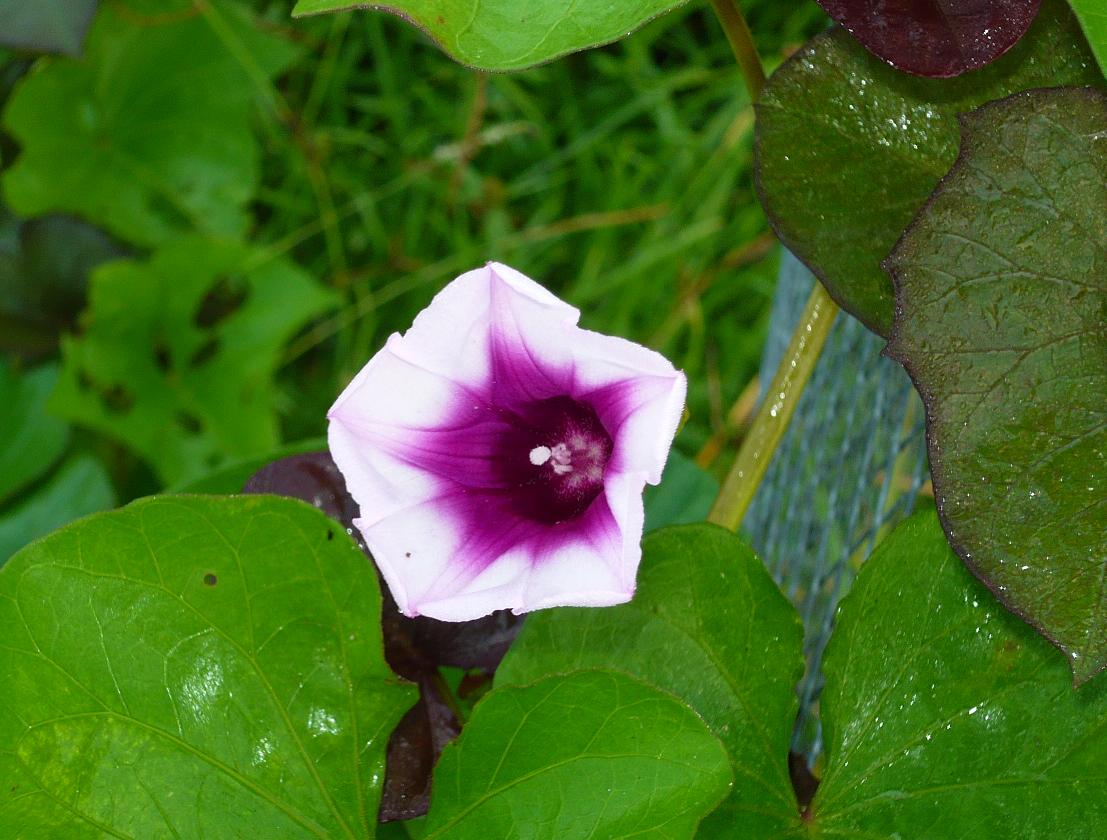 Tew's Life on the Bayou Sweet potato variety 'Evangeline'