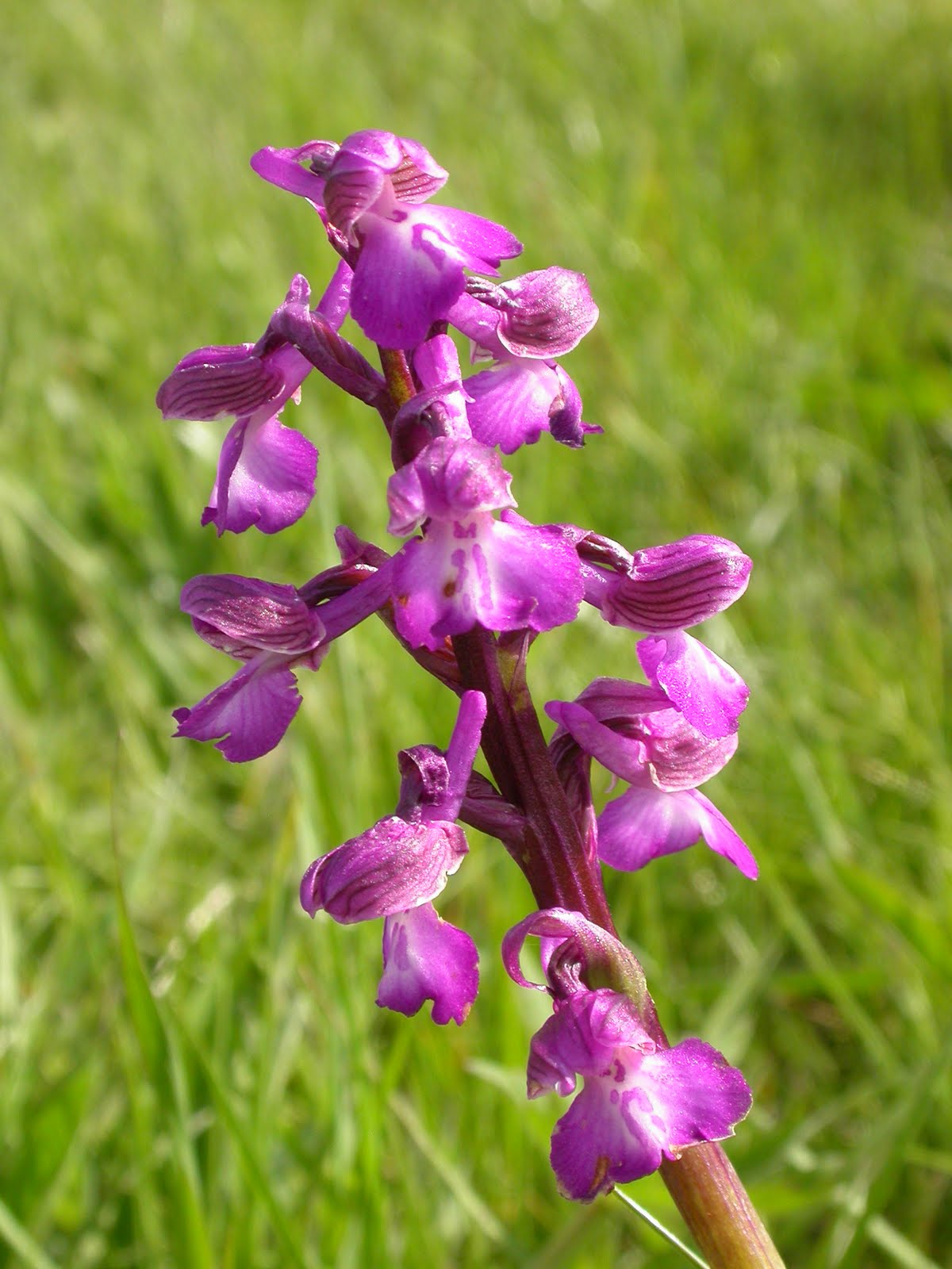 Avez-Vous un Cuppa?: First Orchid of the Year 2010: Green-winged Orchid
