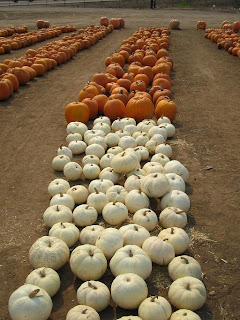 orange and white pumpkins arranged in rows