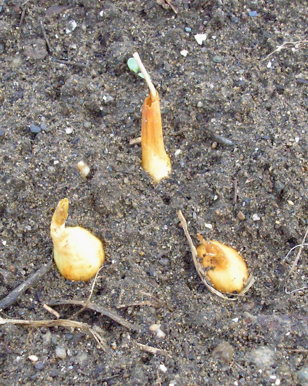 Vermont Food and Garden Planting onions