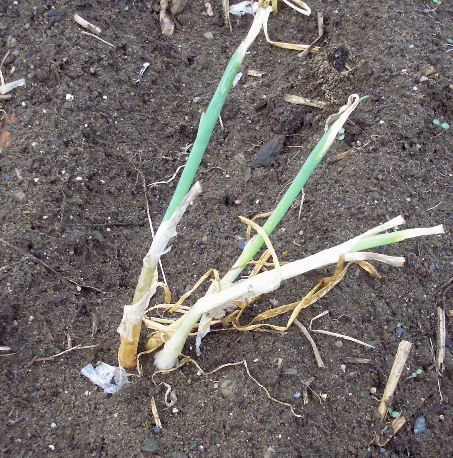 Vermont Food and Garden Planting onions