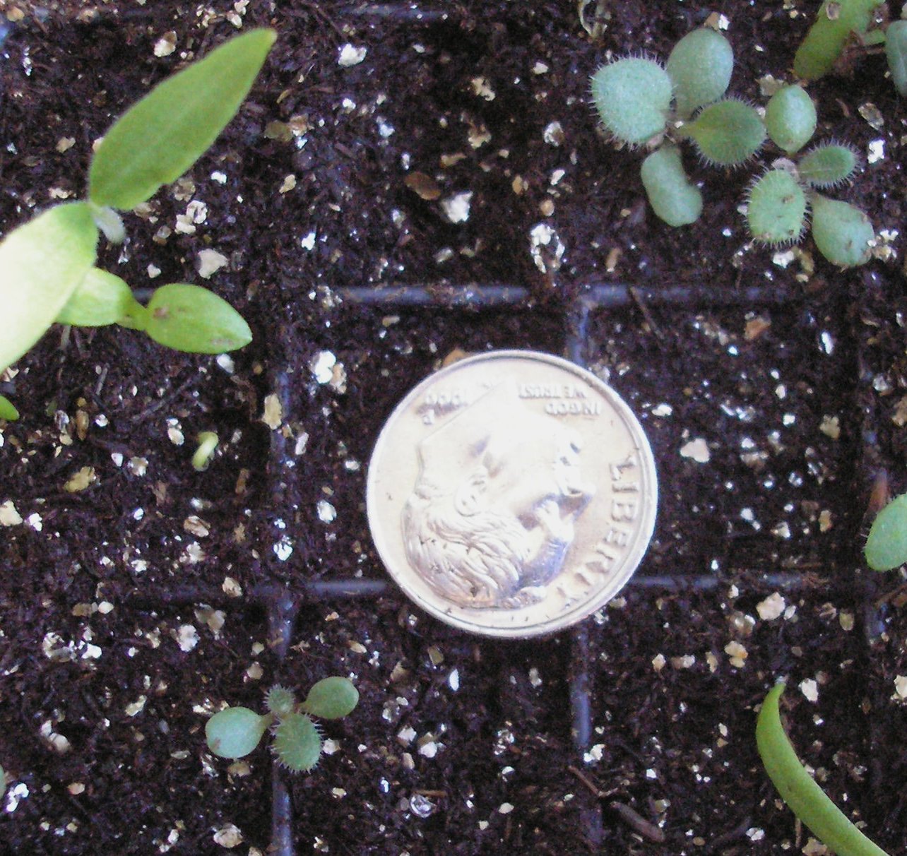 Vermont Food And Garden DAILY GARDEN UPDATE Vermont Food And Garden DAILY GARDEN UPDATE