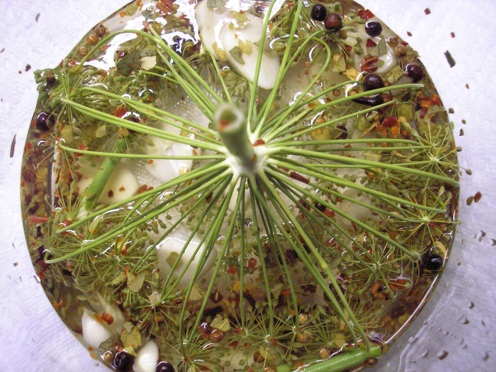 Vermont Food and Garden Growing Dill, Thinking of Pickles