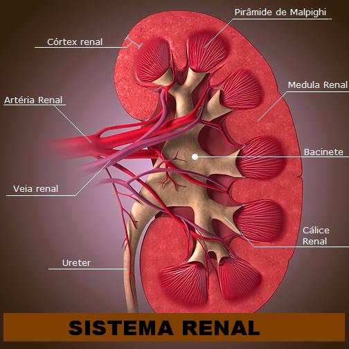 Rim qual sangue vaso transporta do