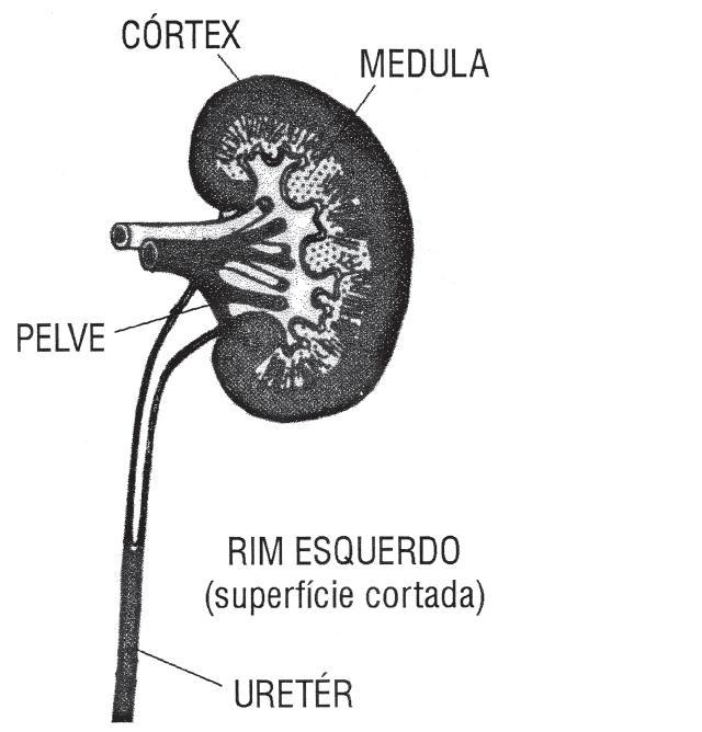 Sistema Renal: Fisiologia Renal