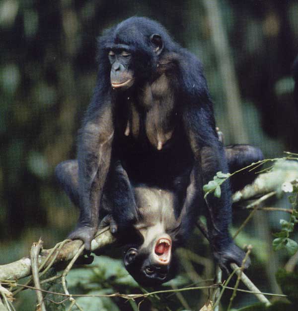 Chimpanzee Sex - Chimpanzee having sex woman