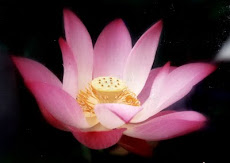 Lotus Flower 莲花