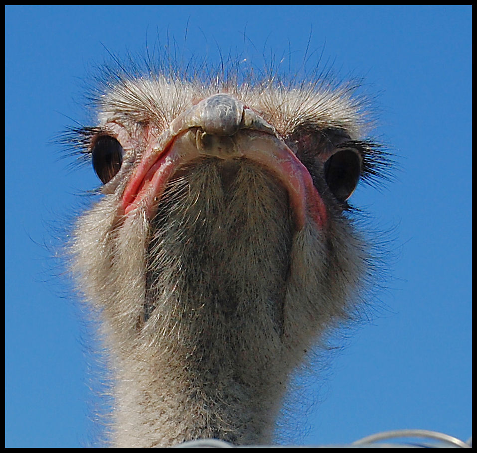 [ostrich+closeup+#2.JPG]