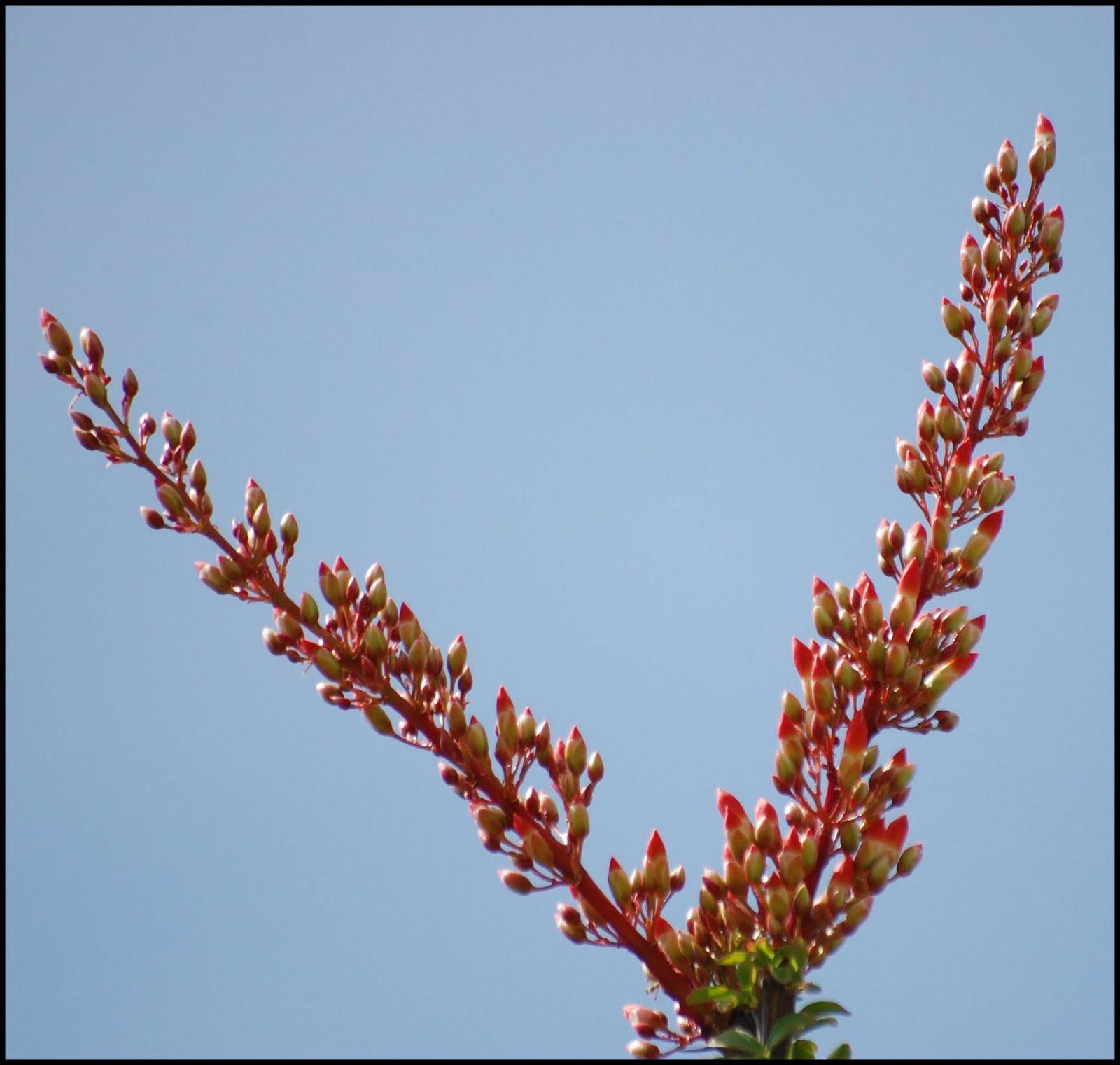 A View from the Edge: Desert in Bloom