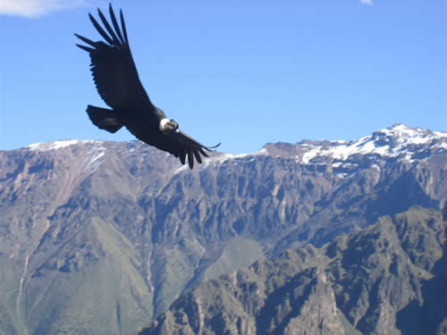 Cientificos Argentinos descubren la forma de volar del cóndor andino