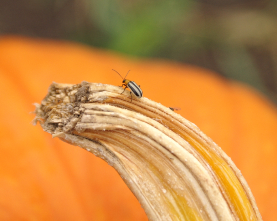 Am I Bugging You Yet? Cal Poly Pumpkin Fest 3 The Bugs