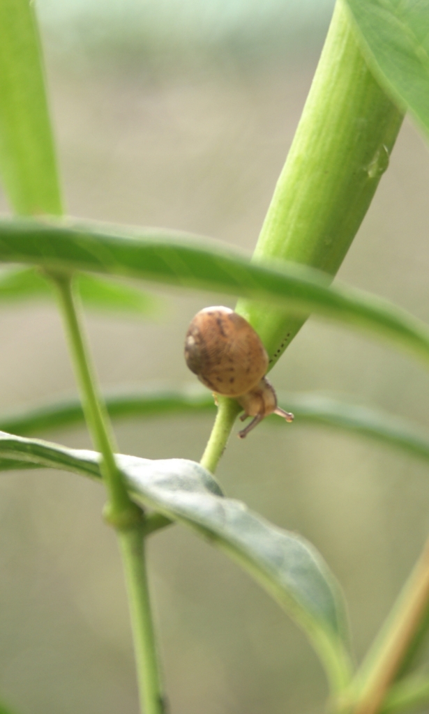 Am I Bugging You Yet? Milkweed Snails
