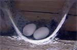 Two Eggs In A Nest
