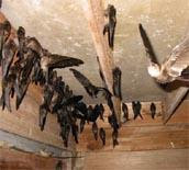 A Flock Of Birds In a House.